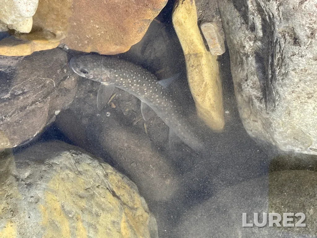 Bull trout — Fiddle River, Aug 07, 2021, 7:50 PM