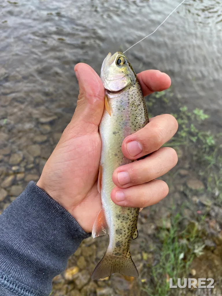Rainbow trout — Nottawasaga River, Sep 15, 2021, 8:49 AM