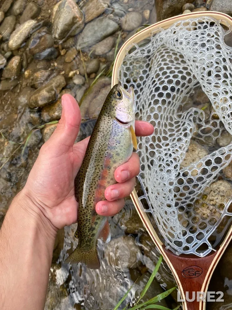 Rainbow trout — Nottawasaga River, Sep 15, 2021, 9:02 AM