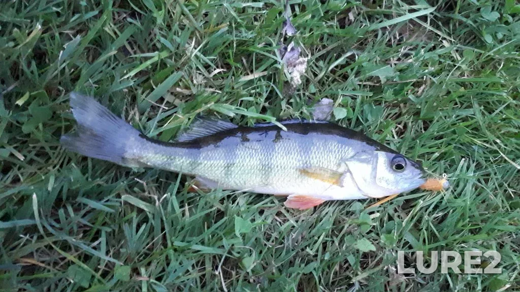 Yellow perch — Dow's Lake, Sep 14, 2021, 7:15 PM