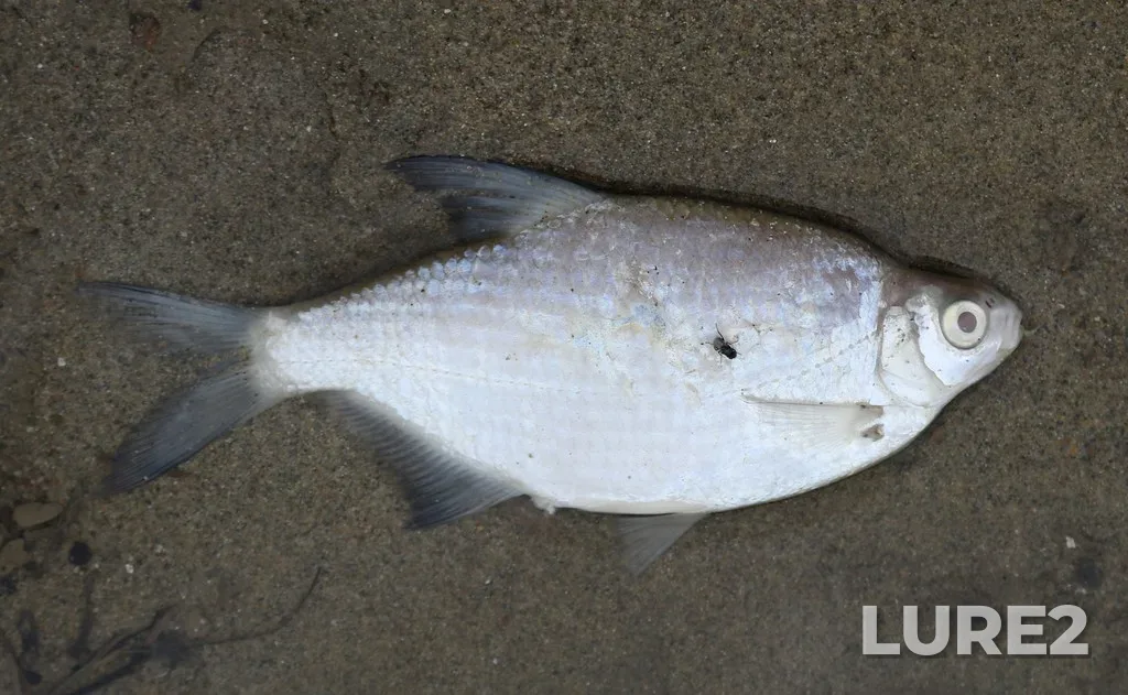 White bream — Kuban, Sep 19, 2021, 1:25 PM