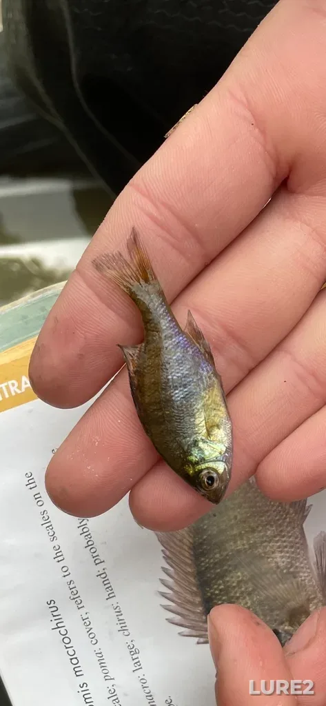 Bluegill — Bell Lake, Sep 21, 2021, 3:11 PM