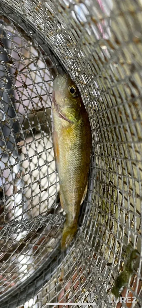 Yellow perch — Bell Lake, Sep 21, 2021, 3:13 PM