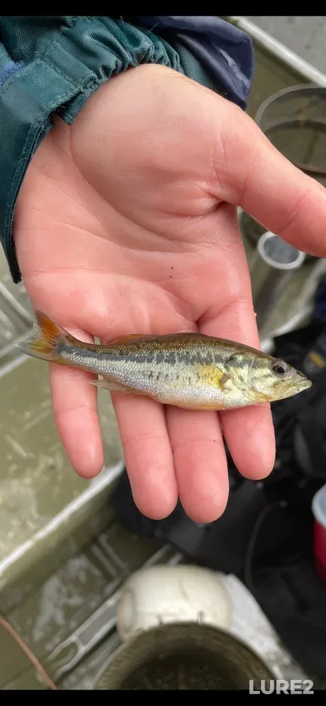 Largemouth bass — Bell Lake, Sep 21, 2021, 3:14 PM