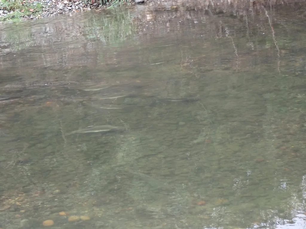 Pink salmon — Tsolum River, Sep 20, 2021