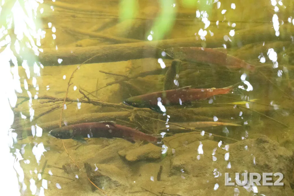 Sockeye salmon — Mission Creek, Sep 21, 2021, 2:49 PM
