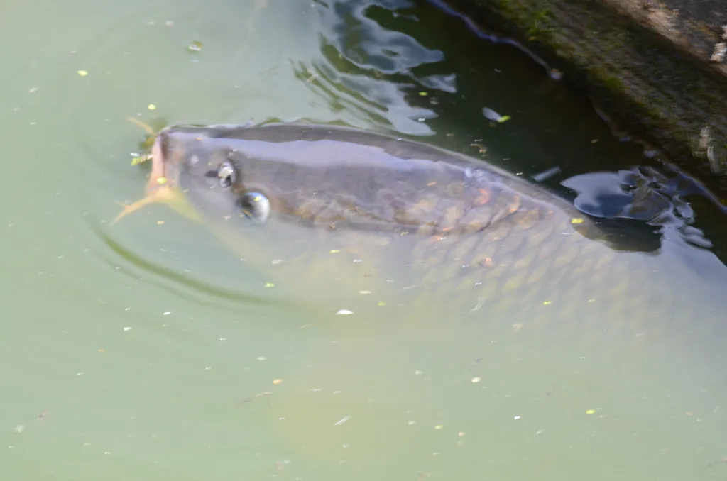 Carp — Fuller Slough, Sep 3, 2021