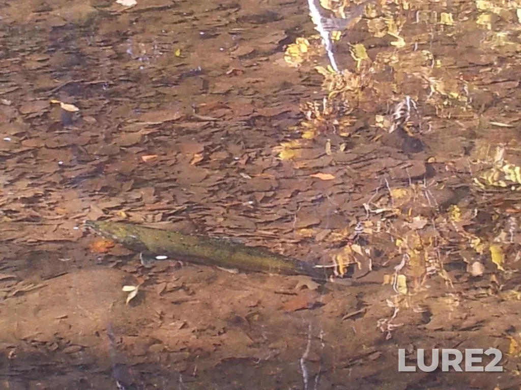 Chinook salmon — Bronte Creek, Oct 21, 2012, 4:05 PM