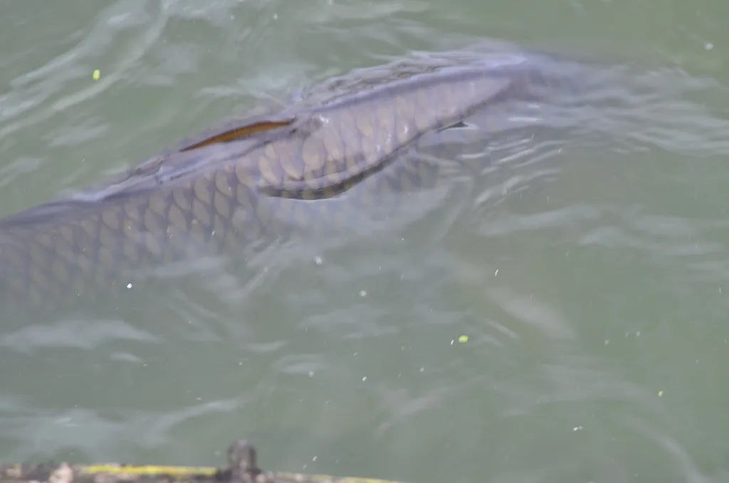 Carp — Fuller Slough, Sep 3, 2021
