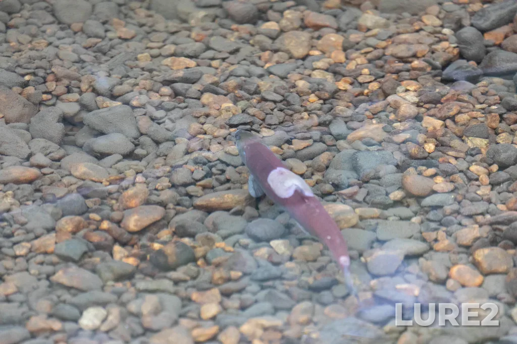 Sockeye salmon — Mission Creek, Sep 25, 2021, 10:32 AM