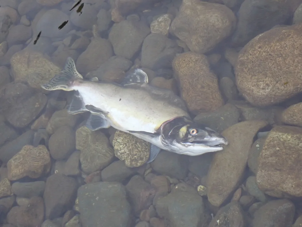 Pink salmon — Puntledge River, Sep 25, 2021