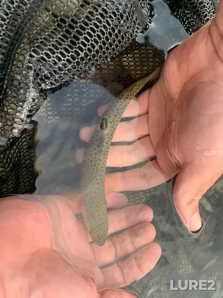 Cutthroat trout — Bow River, Sep 26, 2021, 6:46 PM