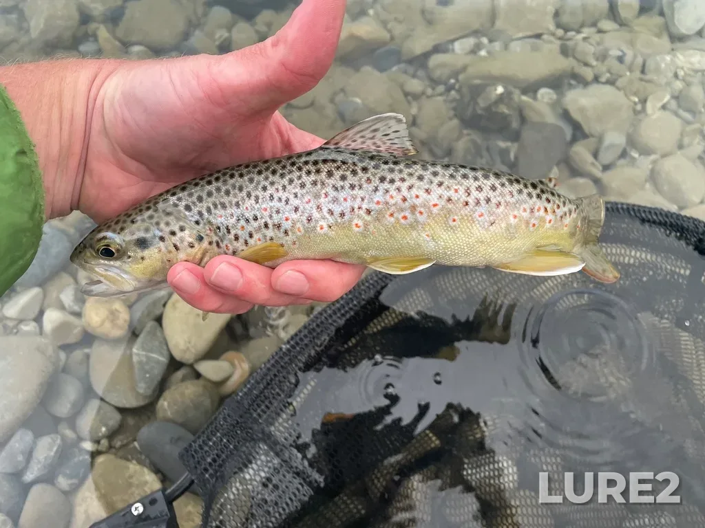Brown trout — Bow River, Sep 27, 2021, 6:52 PM