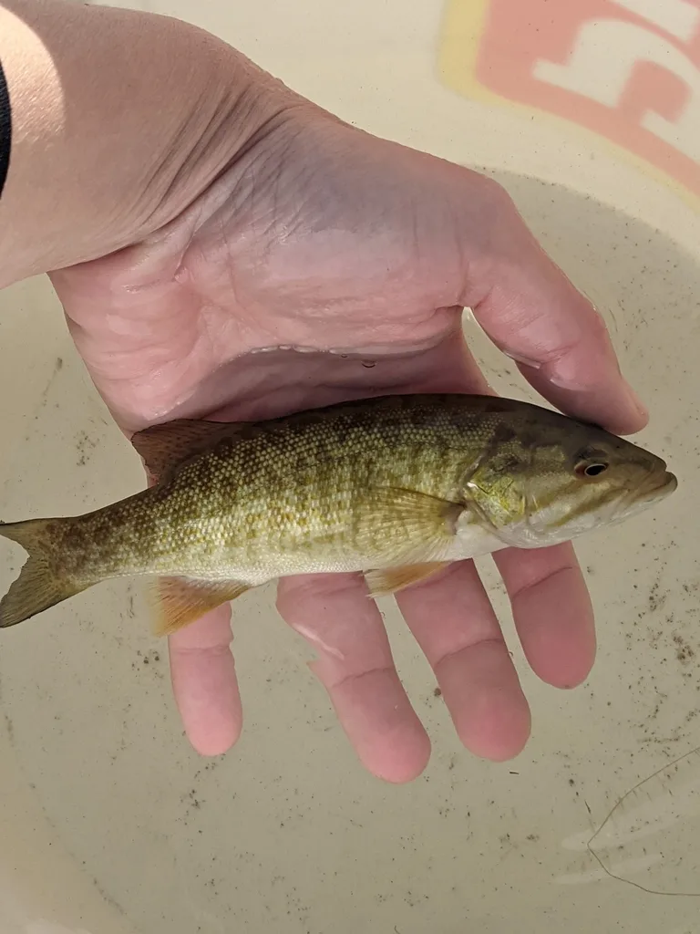 Smallmouth bass — Lower Island Lake, Sep 28, 2021