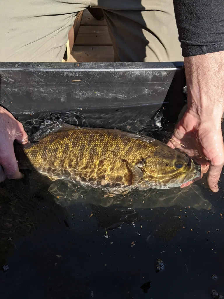 Smallmouth bass — Lower Island Lake, Sep 29, 2021