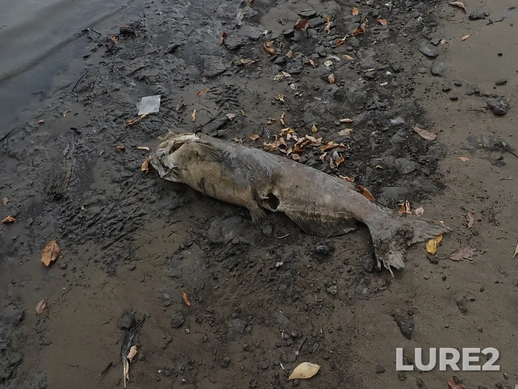 Channel catfish — Red River, Sep 25, 2021, 1:51 PM