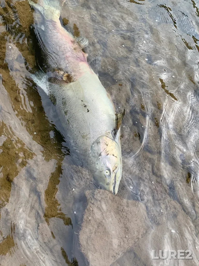 Chinook salmon — Credit River, Oct 02, 2021, 5:19 PM