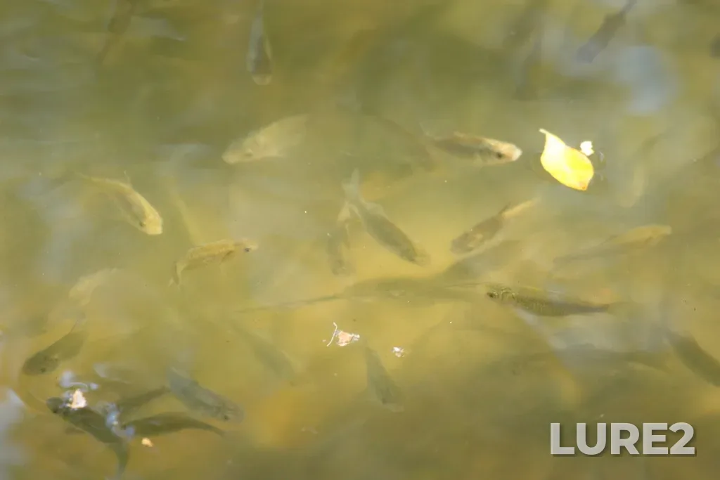 Crucian carp — Vtoroye parkovoye, Oct 05, 2021, 11:07 AM