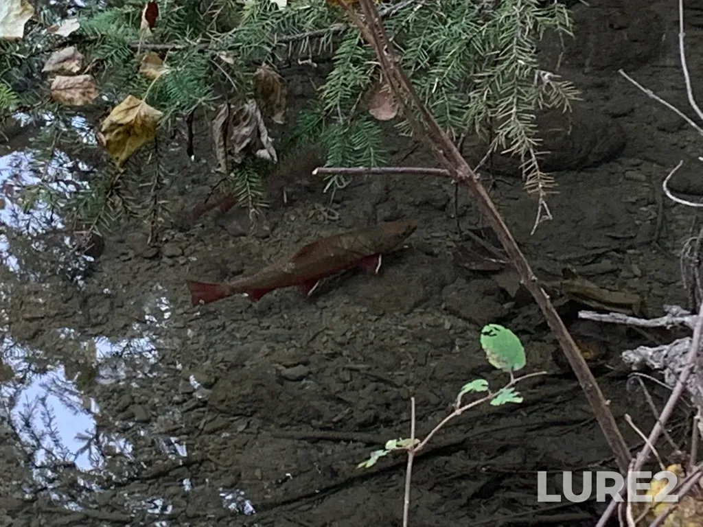 Brook trout — Elbow River, Oct 06, 2021, 11:06 AM