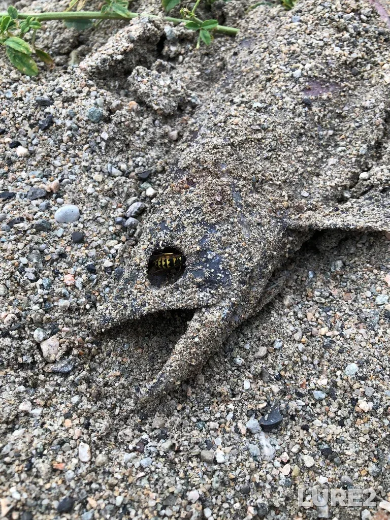Sockeye salmon — Okanagan Lake, Sep 27, 2021, 1:13 PM