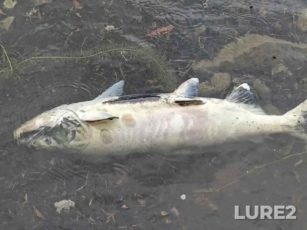 Chum salmon — Harrison Bay, Oct 09, 2021, 10:48 PM