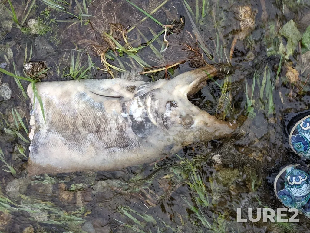 Chum salmon — Harrison Bay, Oct 09, 2021, 10:11 PM