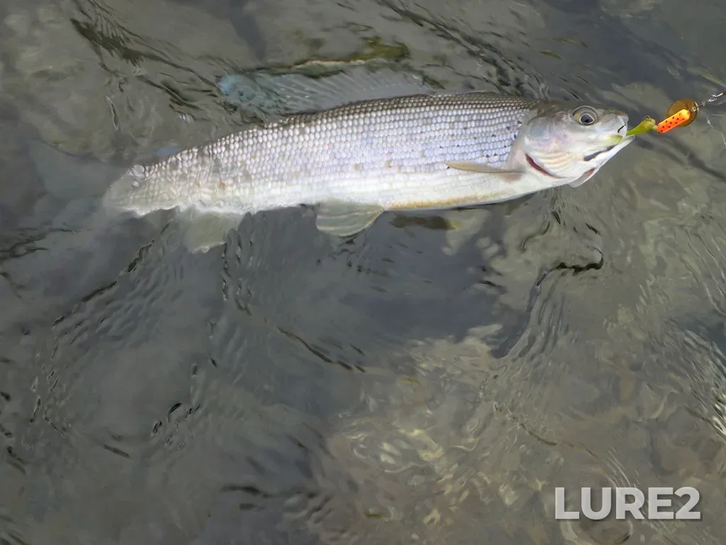 Grayling — Blackstone River, Jun 30, 2016