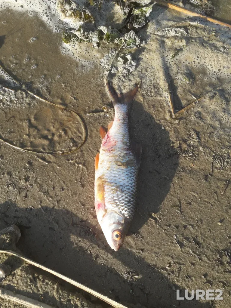 Roach — Kurskoye, Aug 09, 2021, 5:31 PM