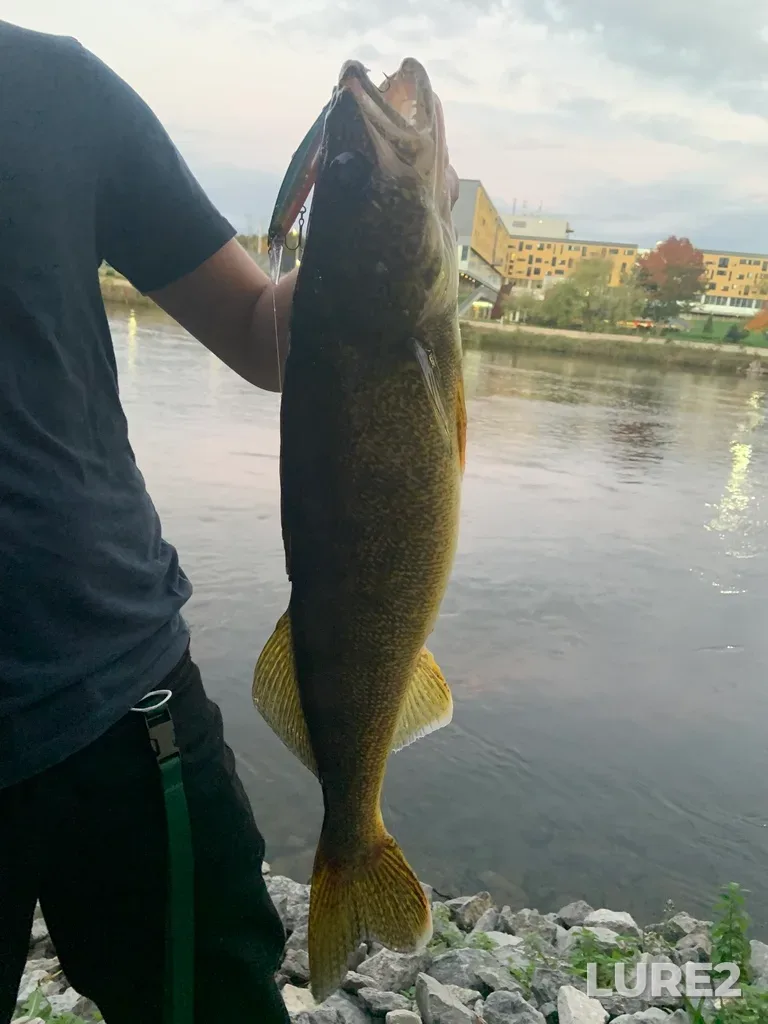 Walleye — Otonabee River, Oct 12, 2021, 6:43 PM