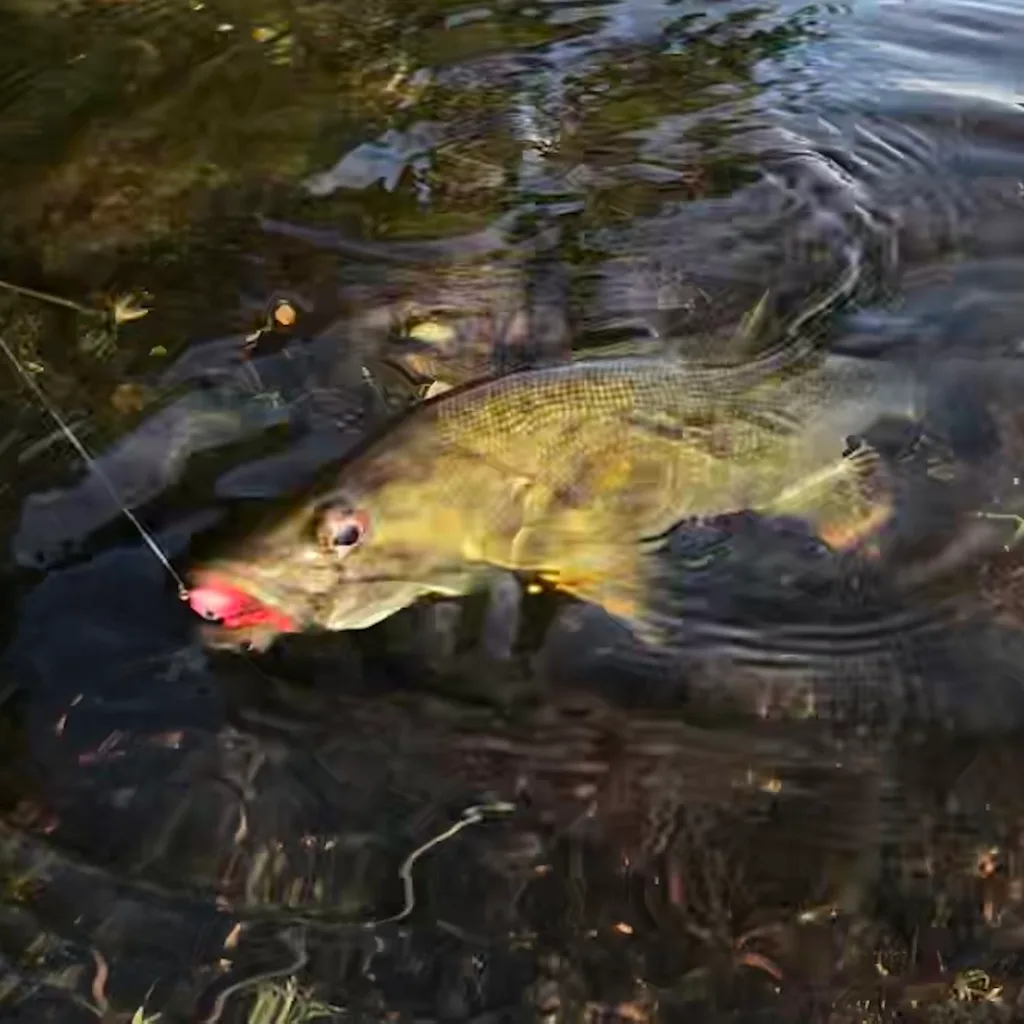 Smallmouth bass — Fancy Lake, Aug 29, 2020