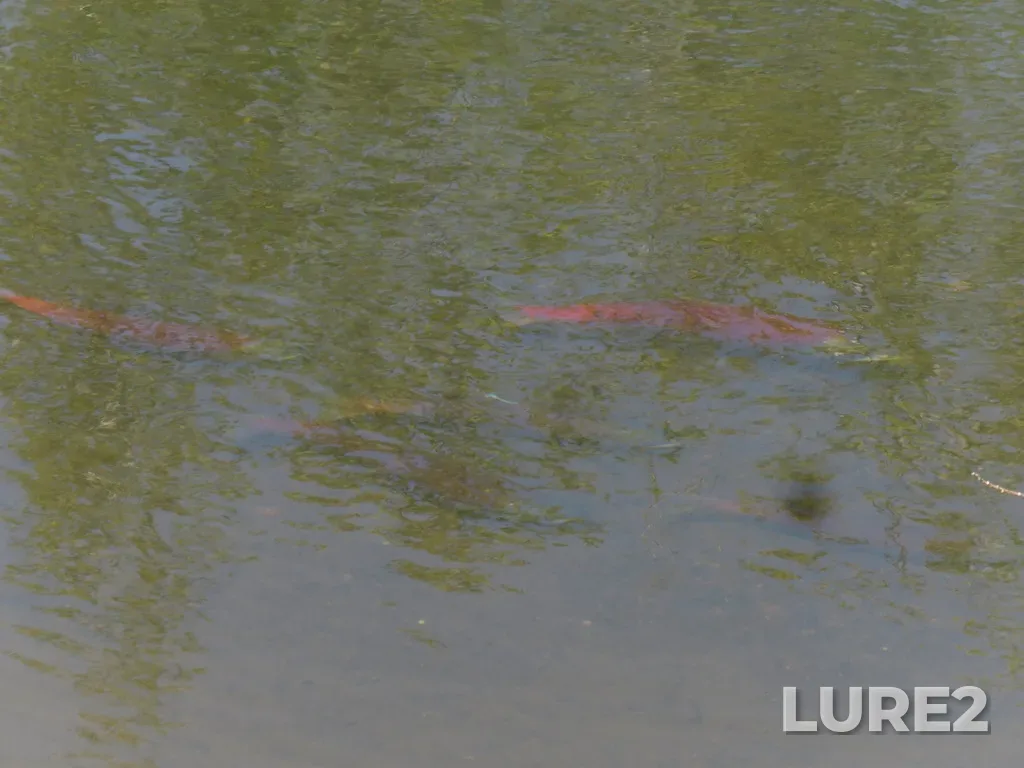 Sockeye salmon — Meziadin Lake, Aug 12, 2021, 3:31 PM