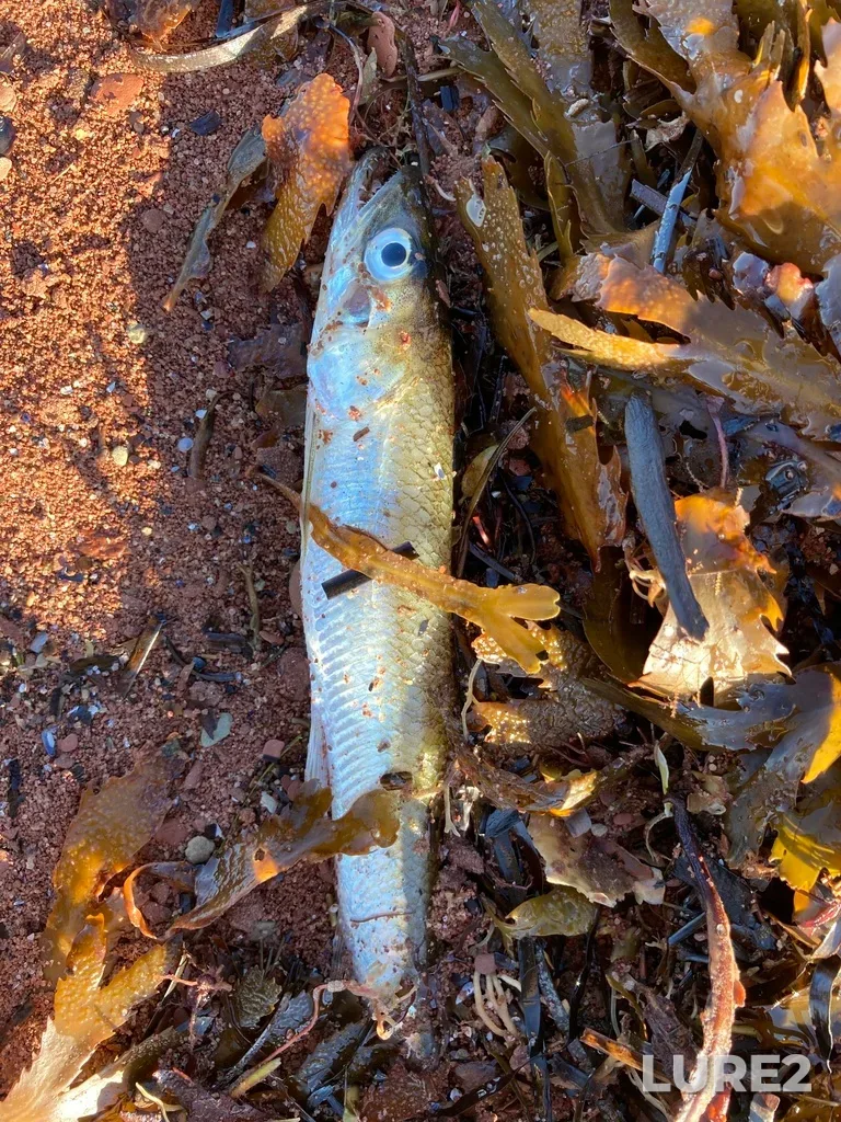 Rainbow smelt — Northumberland Strait, Oct 15, 2021, 9:19 AM