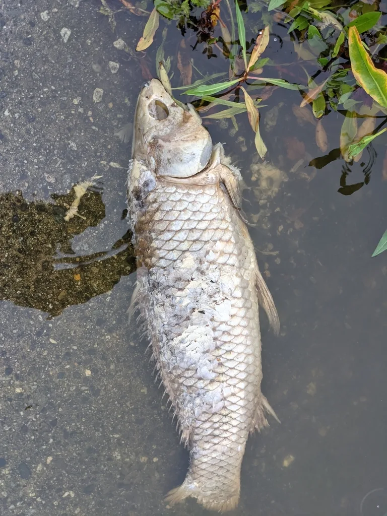 Carp — Lost Lagoon, Oct 17, 2021