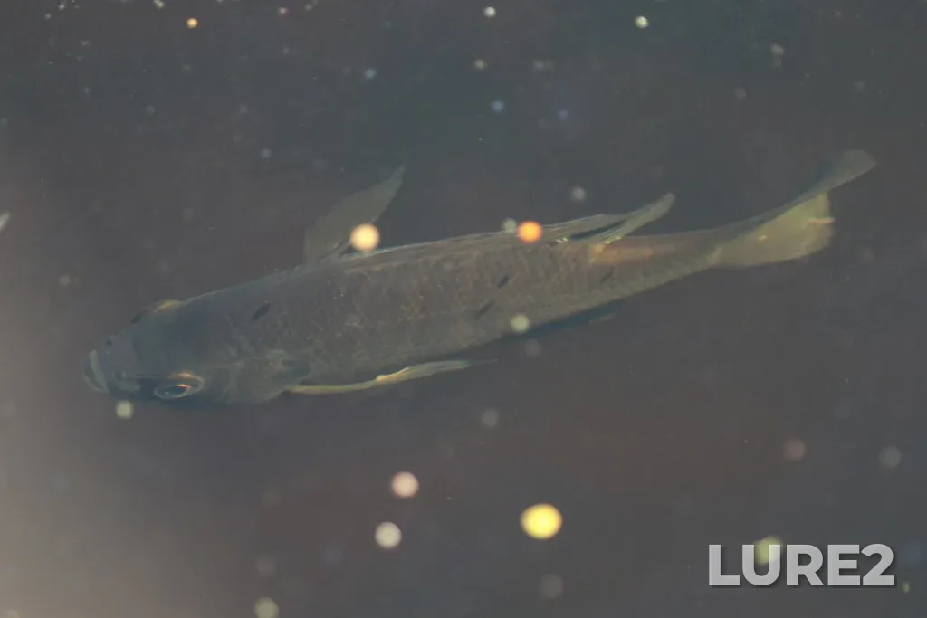Bluegill — Tiessen Channel, Oct 19, 2021, 9:52 AM