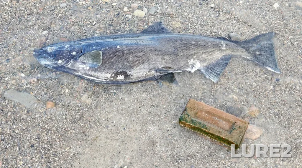 Chinook salmon — Main Harbour Channel, Oct 20, 2021, 9:21 AM