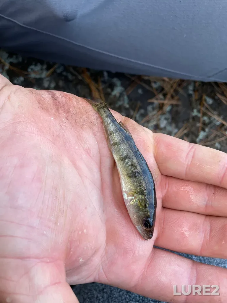 Yellow perch — Little Sheguiandah Lake, Oct 20, 2021, 10:14 AM