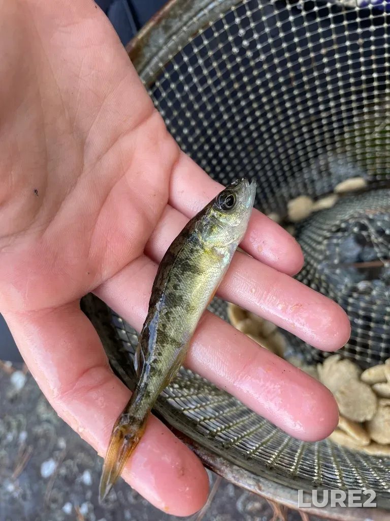 Yellow perch — Little Sheguiandah Lake, Oct 20, 2021, 10:18 AM