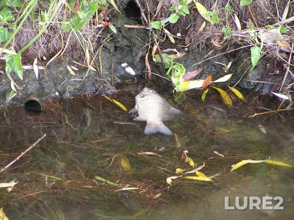 Crucian carp — Nizhniy Kaban, Oct 23, 2021, 2:48 PM
