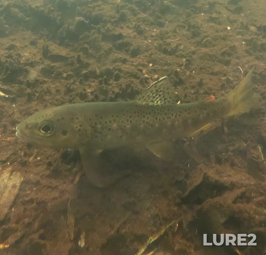 Brown trout — Long Pond, Oct 23, 2021