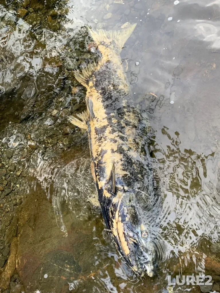 Chinook salmon — Sooke River, Oct 23, 2021, 4:08 PM