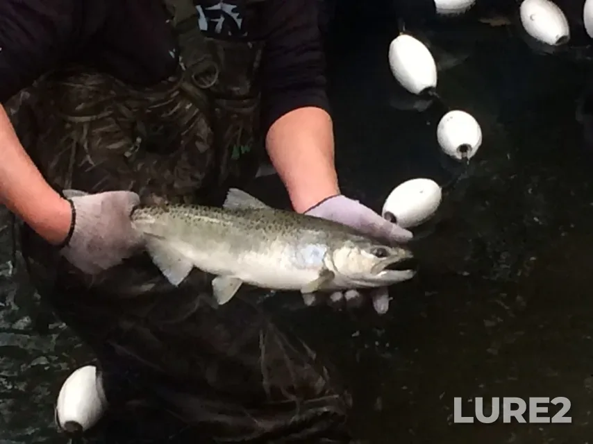 Chinook salmon — Coquitlam River, Oct 23, 2021, 10:27 AM
