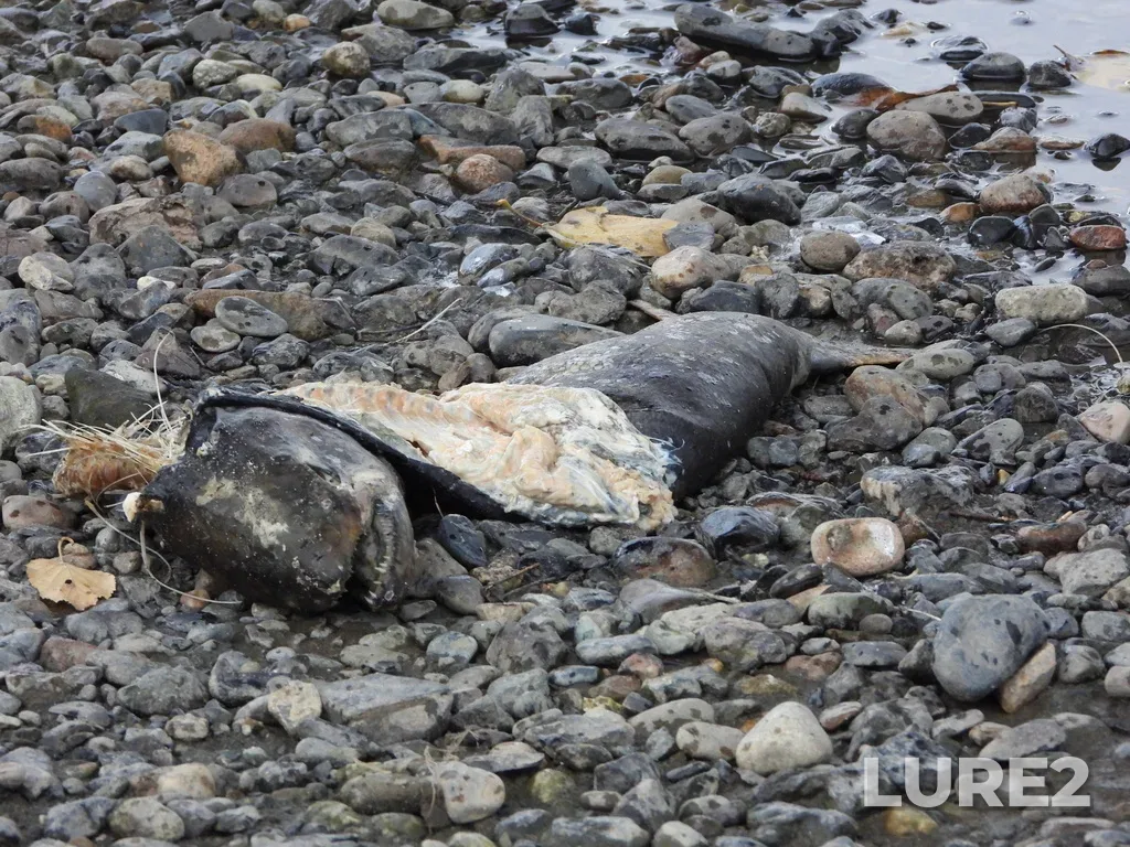 Chinook salmon — Vedder River, Oct 24, 2021, 2:38 PM