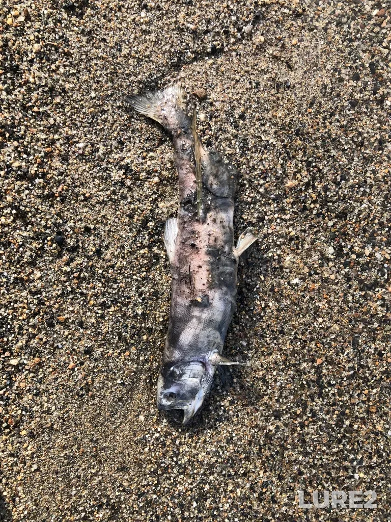 Sockeye salmon — Okanagan Lake, Oct 23, 2021, 11:39 AM