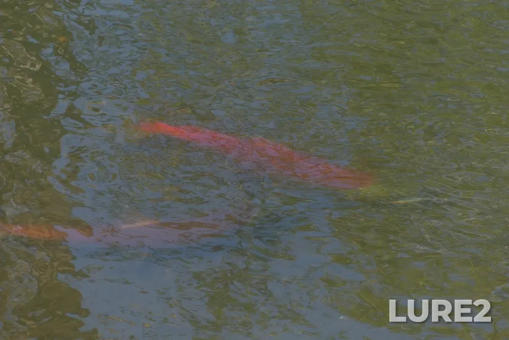 Sockeye salmon — Meziadin Lake, Aug 12, 2021, 3:31 PM