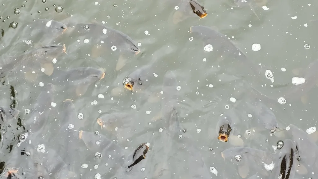 Carp — Rouge River, Oct 30, 2021