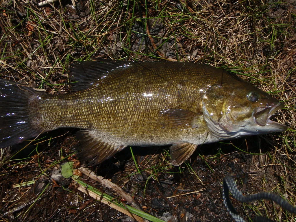 Smallmouth bass — Black Sturgeon River, Jun 17, 2009