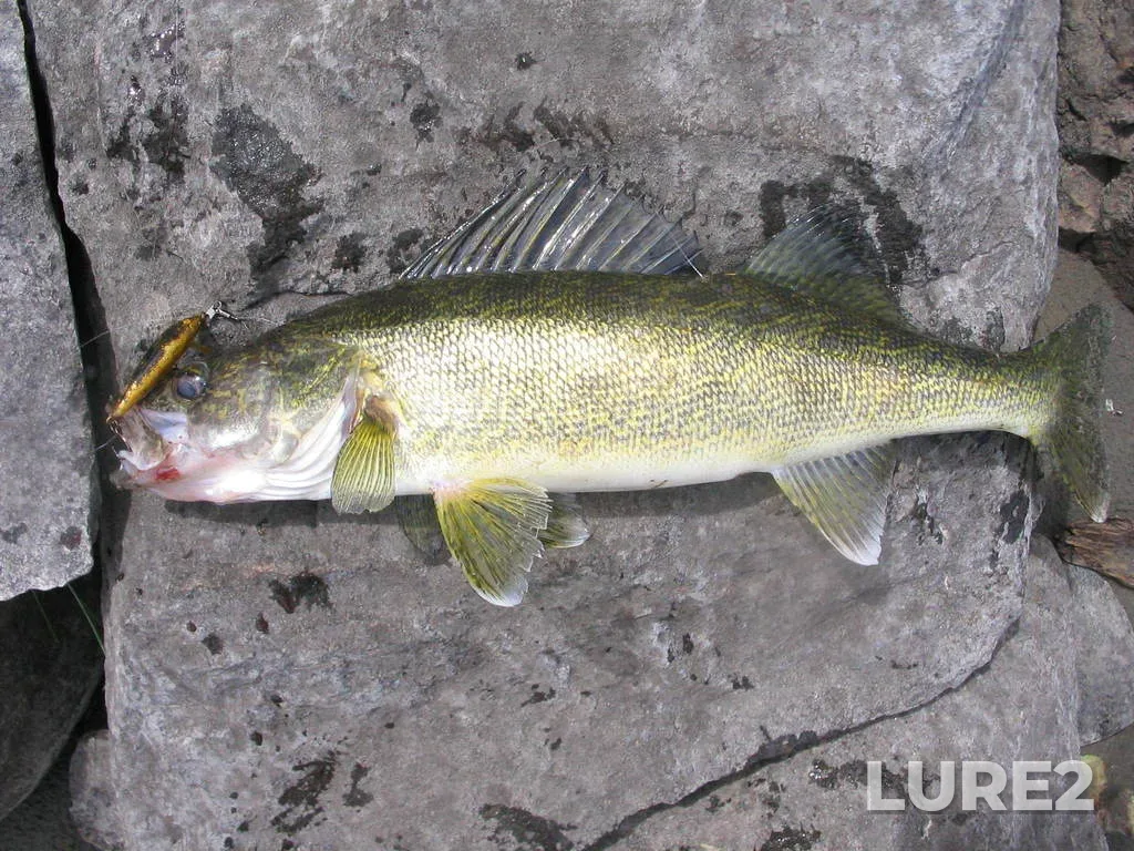 Walleye — Black Sturgeon River, Jul 09, 2006